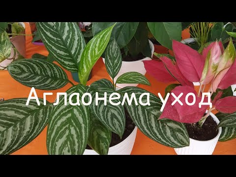 Видео: Аглаонема уход #plants #аглаонема #цветыдлядома