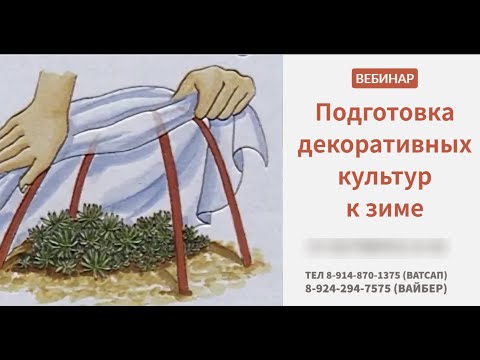 Видео: Подготовка декоративных культур к зиме. Фрагмент. Долгих Анна