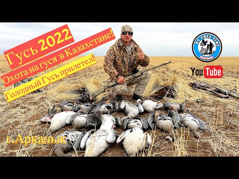 Видео: Охота на гуся в Казахстане 2022! Атака голодных гусей! Белолобые гуси прилетели!  Аркалык 4K