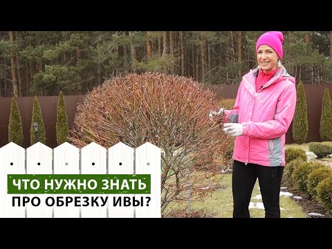 Видео: Как обрезать иву Хакуро Нишики? Самое простое и понятное видео!