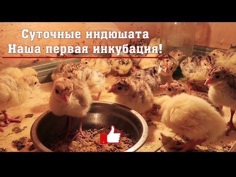 Видео: Суточные индюшата