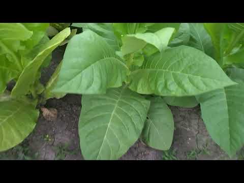 Видео: новые сорта нового сезона 2023г.