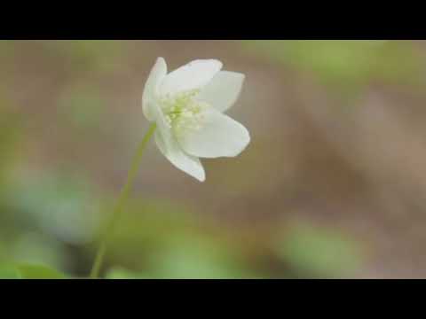 Видео: Халық әні (Екі жирен)