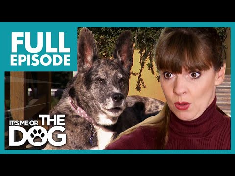 Видео: Громкий лай собаки отправил её хозяев в суд | Полный эпизод в США | Либо я, либо собака