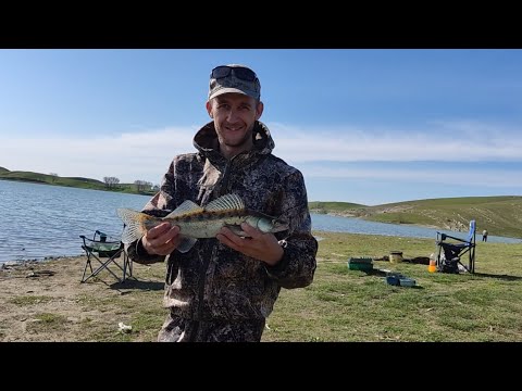 Видео: Выехали на леща, а поймали судака.
