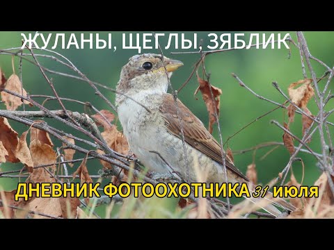 Видео: ЖУЛАНЫ, ЩЕГЛЫ, ЗЯБЛИК и т.д. Дневник фотоохотника 31 июля.