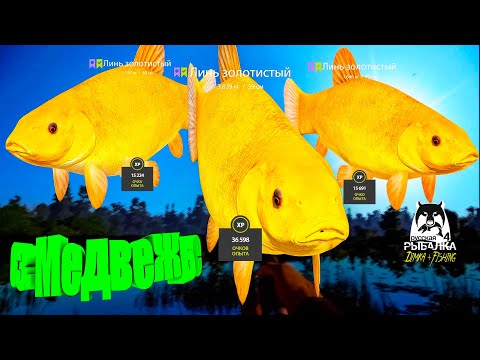 Видео: Русская рыбалка 4. 🎣 оз. Медвежье 🐡🐡🐡💦 от LATORSO 👀