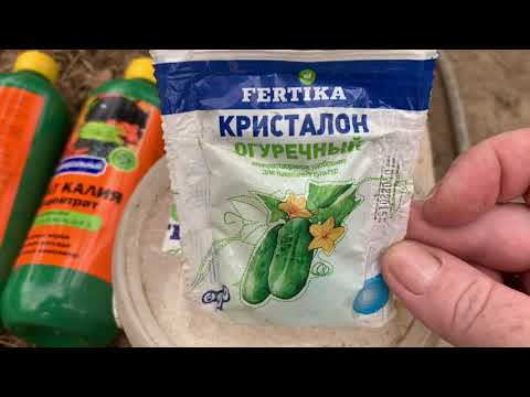 Видео: Как помочь томатам побыстрей созреть и увеличить вес плодов.