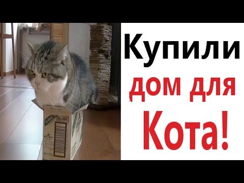Видео: Лютые приколы. КУПИЛ ДОМ ДЛЯ КОТА!!!  Самое смешное видео! РЖАКА ДО слёз! - Domi Show!