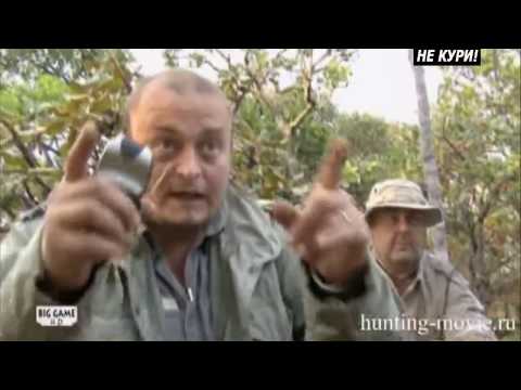 Видео: Капский буйвол. Охота на буйвола в Танзании . 2018
