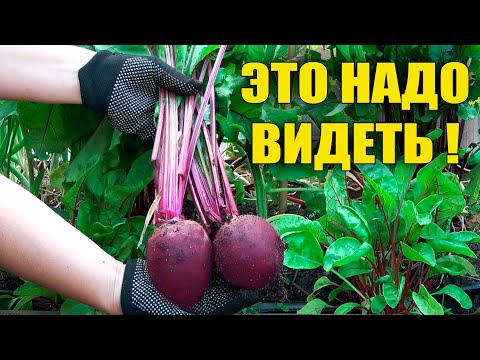 Видео: БУКЕТНЫЙ СПОСОБ ВЫРАЩИВАНИЯ СВЕКЛЫ!