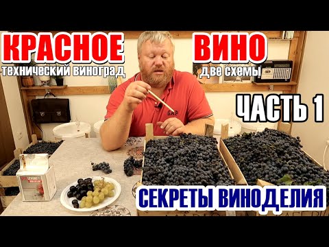 Видео: Красное ВИНО в домашних условиях / Часть 1 / Мерло + Каберне / Квартирное ВИНО из Винограда /