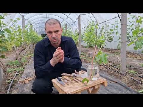 Видео: Все о прививках винограда черным в зеленое и зеленым в зеленое от А до Я
