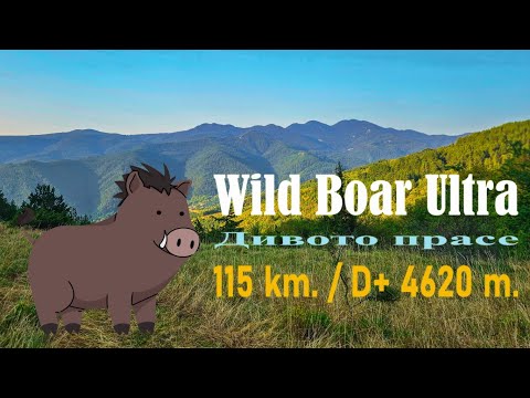 Видео: Дивото прасе [Wild Boar Ultra] 115 км. 16.08.2024