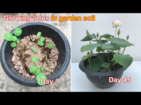 Видео: Как вырастить лотос в горшках дома с помощью садовой земли