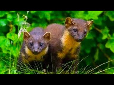 Видео: Как куница держит страх в дикой природе?