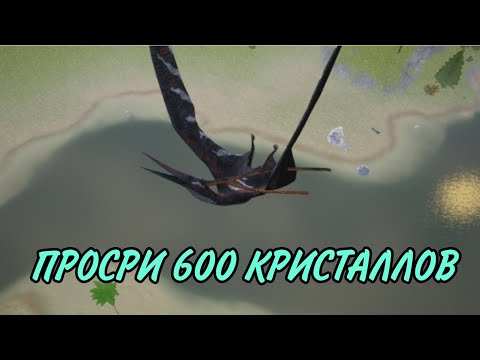 Видео: Стоит ли покупать барбаредактеля