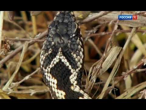 Видео: Обитатели болот