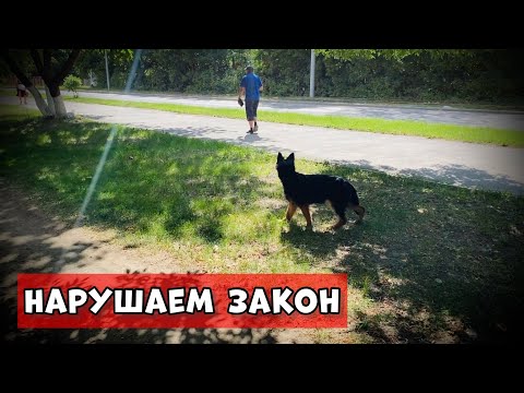 Видео: НЕМЕЦКАЯ ОВЧАРКА БЕЗ ПОВОДКА И НАМОРДНИКА!