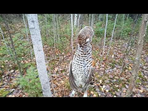 Видео: Проверка петель на рябчика