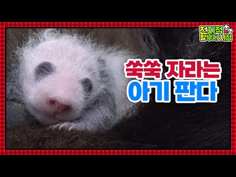 Видео: (SUB) Делимся новостями о жизни корейских панд-близнецов│ Panda World🐼