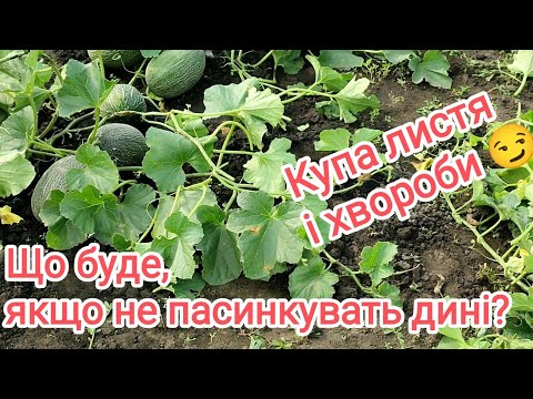 Видео: Дині обов'язково потребують формування стебла, та регулювання навантаження.