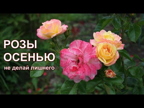 Видео: Розы осенью.Не делай лишнего.