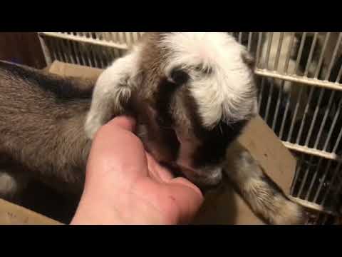 Видео: Перший тиждень життя козенят/як облаштовую місце для утримання та для чого козенятам трухлявий пень?