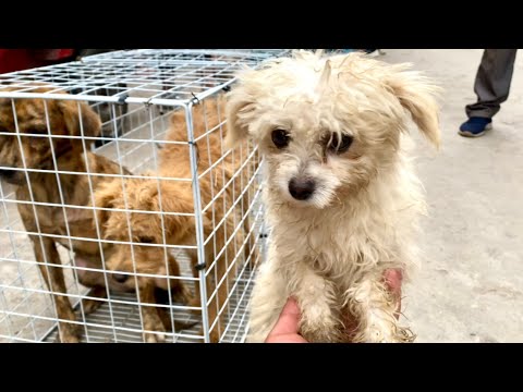 Видео: Слезы! Мать-собака 🐶 была продана на рынок и была так худа от голода. 💔🐕🐶