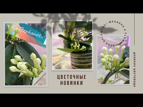 Видео: 🍃Цветочные новинки ко Дню рождения🍃