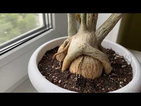 Видео: Пересадка красивейшего черенка адениума. Никулин на лошадке. Обрезка каудекса! черенка. 24.06.2023 г