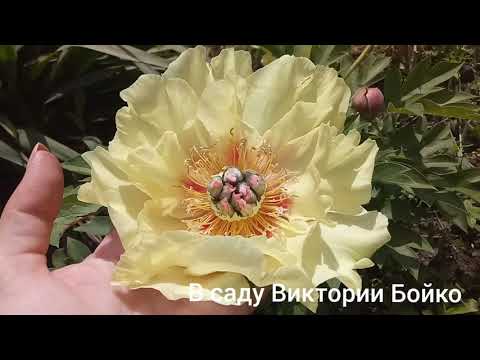 Видео: Пионы  ИТО гибриды. Разнообразие сортов. Bartzella,  Cora Louise,  Kaleidoscope и много других ..