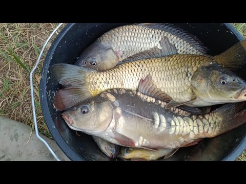 Видео: Рыбалка (КМВ) Ставропольский край. Колхозные пруды... Карп, сазан, карась : где лучше клюет 🤔🐟