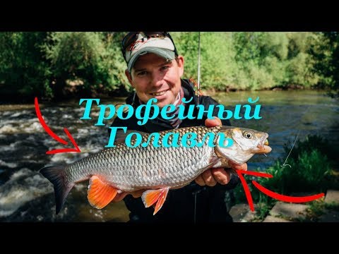 Видео: Трофейный голавль малой реки. Снасти и приманки - Fishing Today.