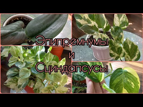 Видео: Эпипремнум🌸Сциндапсус🌱Обзор🌸Уход🌱Содержание🌱Особенности сортов🌱Мунлайт🌸Пиннатум🌱Неон🌸Экзотика🌱Марбл