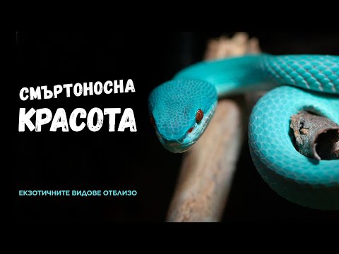 Видео: Най-екзотичните ОТРОВНИ ЗМИИ в България! | Красиви и опасни!