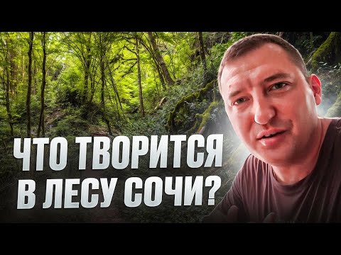 Видео: Что твориться в лесу Сочи? #сочи #сочисегодня #новостисочи #сочиотдых #местасочи #отдых 