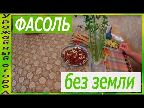 Видео: РАССАДА ФАСОЛИ БЕЗ ЗЕМЛИ!