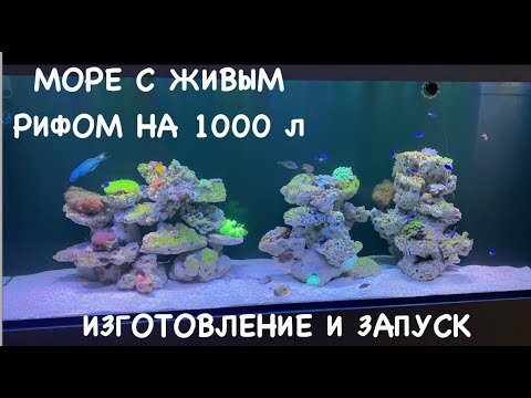 Видео: Как мы запустили Морской аквариум с живым рифом на 1000 л