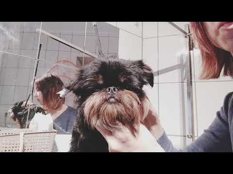 Видео: Клеим ушки гриффону