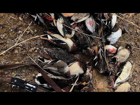 Видео: ОХОТА НА УТКУ!НАБИЛ МЕШОК УТОК ЗА 30 МИНУТ!!!