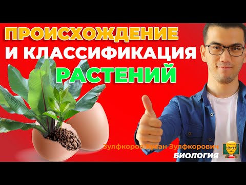 Видео: Происхождение и классификация растений