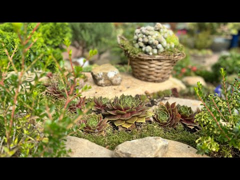 Видео: Моя обновлённая каменная горка 🌟 Результат сентября 🌟Mein aktualisiertes Steinbeet 🌟