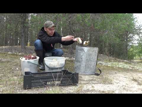 Видео: СТОЛЬКО ГРИБОВ Я ЕЩЕ НЕ ВИДЕЛ / ОДНИ БЕЛЫЕ / ГРИБЫ 2021 / ТИХАЯ ОХОТА / ГРИБНОЙ ПРОМЫСЕЛ