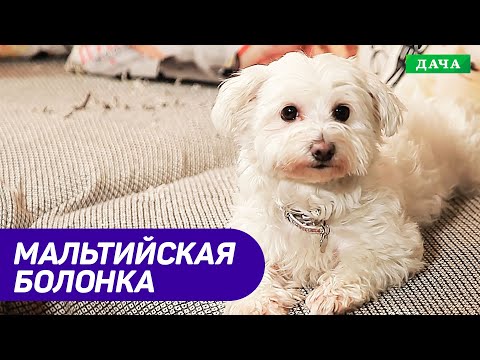 Видео: Порода Собак Мальтийская болонка. Очень красивая гипоаллергенная Собака.