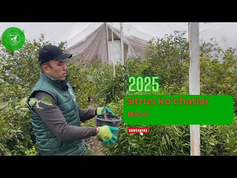 Видео: 2025 Цитрус кўчатлар нархи | 2025 Sitrus ko'chatlar narxi