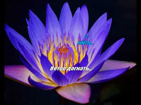 Видео: Согдиана Ветер догнать ремикс