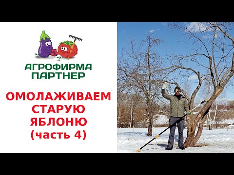 Видео: ОМОЛАЖИВАЕМ СТАРУЮ ЯБЛОНЮ. ОБРЕЗКА И ФОРМИРОВАНИЕ КРОНЫ. (часть 4)