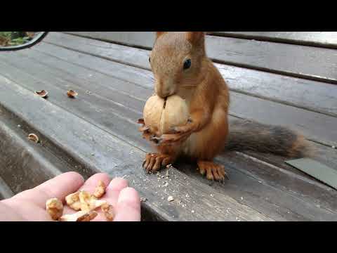 Видео: Принципиальная борьба белки с грецким орехом / Persistent squirrel and walnut