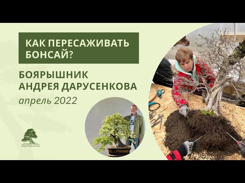 Видео: Как пересаживать бонсай: боярышник Андрея Дарусенкова